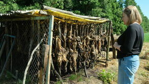 Dzikie cmentarzysko zwierząt pod Lublinem