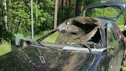 Łoś nagle wybiegł na jezdnię i wskoczył na samochód