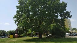 Według miejskich urzędników dąb „zachowuje tylko 1 proc. żywotności”