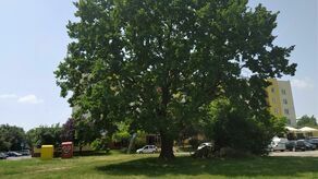 Według miejskich urzędników dąb „zachowuje tylko 1 proc. żywotności”