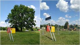 Tak dąb wyglądał wczoraj (z lewej), a tak dzisiaj