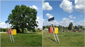 Tak dąb wyglądał wczoraj (z lewej), a tak dzisiaj