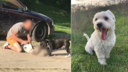 Amstaffy zaatakowały suczkę Mię należącą do pani Elżbiety. Kobieta nie była w stanie ich powstrzymać, tak samo jak mężczyzna który miał się nimi opiekować