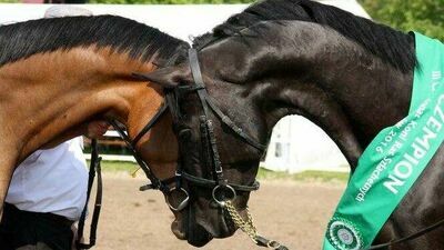Najpiękniejsze konie i Lisowczycy w Białce koło Krasnegostawu