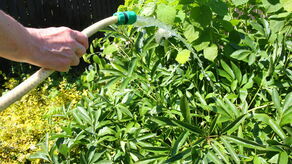 Słyszałam apele o racjonalne korzystanie z wody – mówi pani Krystyna z gminy Konopnica. – Wiem, że dotyczy on korzystania z gminnych wodociągów. Ja akurat mam własną studnię, z której korzystam. Faktycznie, wody ostatnio mocno ubywa więc z wody korzystamy tylko do potrzeb bytowych – podkreśla pani Krystyna. – Od dawna zbieramy deszczówkę, ostatnio mąż usprawnił system, woda z dachów spływa do zbiorników i teraz możemy cieszyć się z możliwości podlewania ogrodu. Wszystko jednak w granicach potrzeb i rozsądku – dodaje pani Krystyna