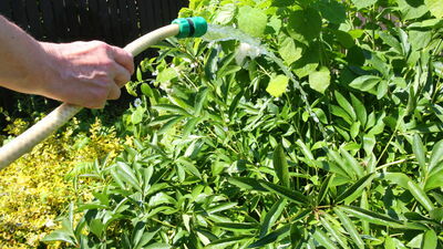 Słyszałam apele o racjonalne korzystanie z wody – mówi pani Krystyna z gminy Konopnica. – Wiem, że dotyczy on korzystania z gminnych wodociągów. Ja akurat mam własną studnię, z której korzystam. Faktycznie, wody ostatnio mocno ubywa więc z wody korzystamy tylko do potrzeb bytowych – podkreśla pani Krystyna. – Od dawna zbieramy deszczówkę, ostatnio mąż usprawnił system, woda z dachów spływa do zbiorników i teraz możemy cieszyć się z możliwości podlewania ogrodu. Wszystko jednak w granicach potrzeb i rozsądku – dodaje pani Krystyna