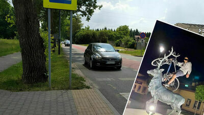 Jeleń, drzewa i miejski radny. Czyli przegląd tygodnia