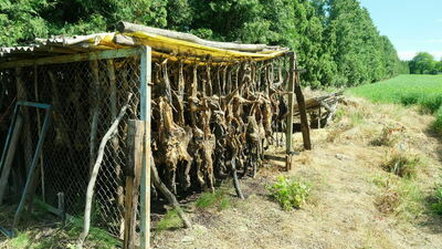 Przerażająca sprawa koło Lublina. Co z setkami lisich trucheł?