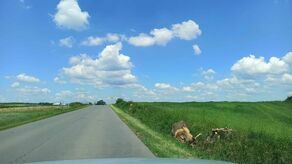 "Co trzeba mieć w głowie, by zrobić coś takiego?". 66 drzew pod topór