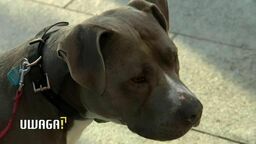 Frodo atakuje inne psy, ale jego właściciel i tak nie zamierza wyprowadzać go na smyczy