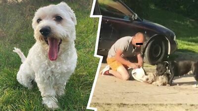 Amstaffy, które zagryzły maltańczyka w Elizówce już z dala od domu. Co się z nimi stanie?