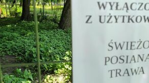 Tak wyglądają prace ogrodnicze. W parku Ludowym wybiegi dla psów nieczynne i zarastają chwastami
