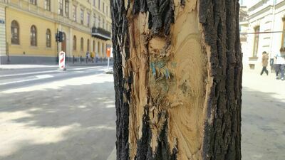 Lublin: Remont Krakowskiego Przedmieścia bez troski o drzewa. Jesion ma obdarty pień