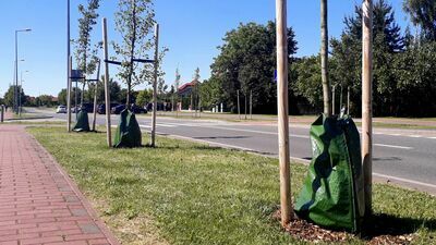 Treegatory na drzewach przy ul. Górnej w Puławach