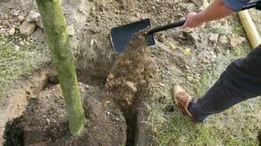 Za gorąco. Nie sadzą