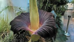 Zainteresowanie zwiedzających było ogromne. Wczoraj dziwidło już przekwitało