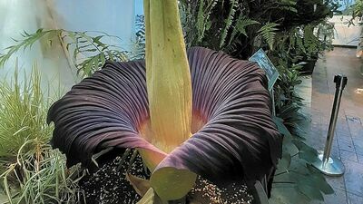 Zainteresowanie zwiedzających było ogromne. Wczoraj dziwidło już przekwitało