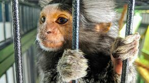 Marmozeta. Kupowana z powodu urody przeżywa męki w domu