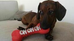 Darmowe zabiegi dla psów i kotów. Warunek: właściciel musi mieszkać w Świdniku