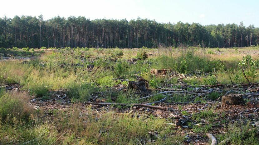 Na tej działce po wykarczowanym lesie inwestor chce postawić 8 kurników 