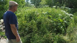 Jedna z najgroźniejszych roślin znów w Lublinie. Gdzie dzwonić po pomoc?