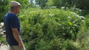 Jedna z najgroźniejszych roślin znów w Lublinie. Gdzie dzwonić po pomoc?