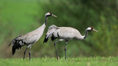 Będziemy podglądać lubelskie żurawie i dowiemy się gdzie zimują. Ruszył wyjątkowy projekt