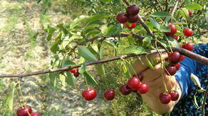 Za chwilę rozpocznie się sezon na wiśnie. W sadzie pod Nałęczowem można zarobić 70 groszy za kilogram zebranych owoców