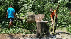 Na Rynku w Radzyniu Podlaskim już po wycince drzew. Mieszkanka: „O zgrozo. Będzie pustynia!”