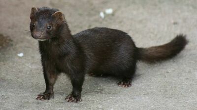 Norka amerykańska nie znajduje się na ustawowej liście zwierząt, których hodowcy mogą liczyć na odszkodowania przy wystąpieniu chorób zwalczanych z urzędu