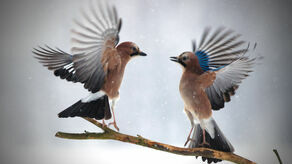I miejsce w ubiegłorocznym konkursie w kategorii reportażowej. „Sójki”