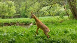 Roztocze. Co robi sarna, kiedy myśli, że nikt jej nie widzi