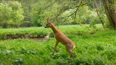 Roztocze. Co robi sarna, kiedy myśli, że nikt jej nie widzi