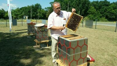 Pierwsze świdnickie miodobranie będzie wiosną przyszłego roku. – Miód będzie bardzo dobry, bo rośliny są różnorodne, dużo jest też spadzi – zapowiada opiekun miejskich pszczół.
