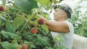 Praca w polu jest ciężka – mówią plantatorzy. Na zdjęciu wczorajszy zbiór owoców w miejscowości Moniaki-Kolonia (gm. Urzędów)