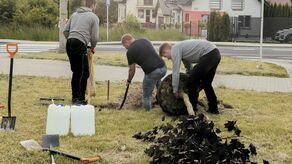 Trudno znaleźć w Lublinie miejsce na 1000 drzew