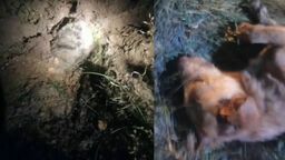 Lubelskie. Znaleźli zakopane pieski. Krecik jeszcze żył