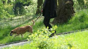 Lublin. Miasto opłaci zabiegi psom i kotom [lista lecznic]