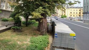 Tony betonu. Tak drogowcy szkodzą drzewom z ul. Lipowej