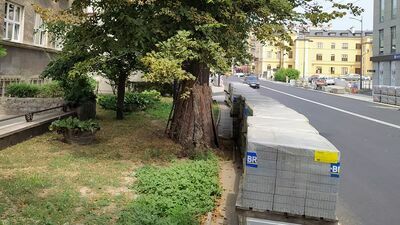 Tony betonu. Tak drogowcy szkodzą drzewom z ul. Lipowej