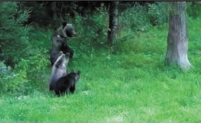 Jedno ze zdjęć niedźwiedzi, rzekomo widzianych w pow. chełmskim, które krąży w internecie. Tak naprawdę jest to zrzut ekranu z materiału TVP3 Rzeszów z 12 czerwca 2015 roku<br />
