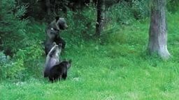 Jedno ze zdjęć niedźwiedzi, rzekomo widzianych w pow. chełmskim, które krąży w internecie. Tak naprawdę jest to zrzut ekranu z materiału TVP3 Rzeszów z 12 czerwca 2015 roku
