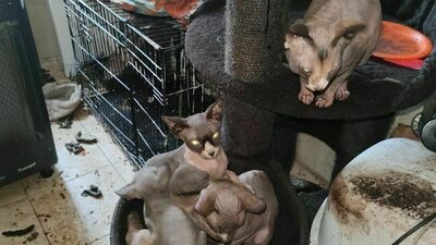 styczeń 2021 r. Interwencja w jednym z lubelskich mieszkań.