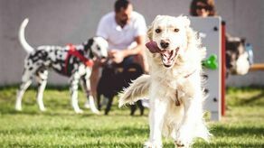 Warsztaty dla właścicieli czworonogów w Skende