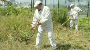 Sianokosy na dachu w centrum Lublina