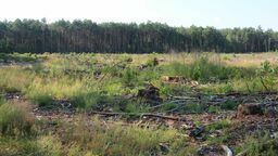 Działka po wykarczowanym lesie. Tutaj inwestor chce postawić 8 kurników 