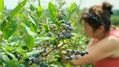 "Samozbiór" owoców coraz popularniejszy. "Można połączyć przyjemne z pożytecznym"
