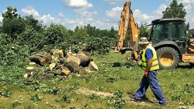 Dąb wycięty na osiedlu Poręba