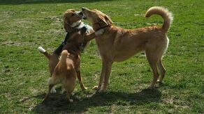 Lublin. Dane będzie psom pohasać nad rzeką?