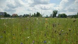 W Biłgoraju pierwsza taka łąka. Debiutują maczki i goździki